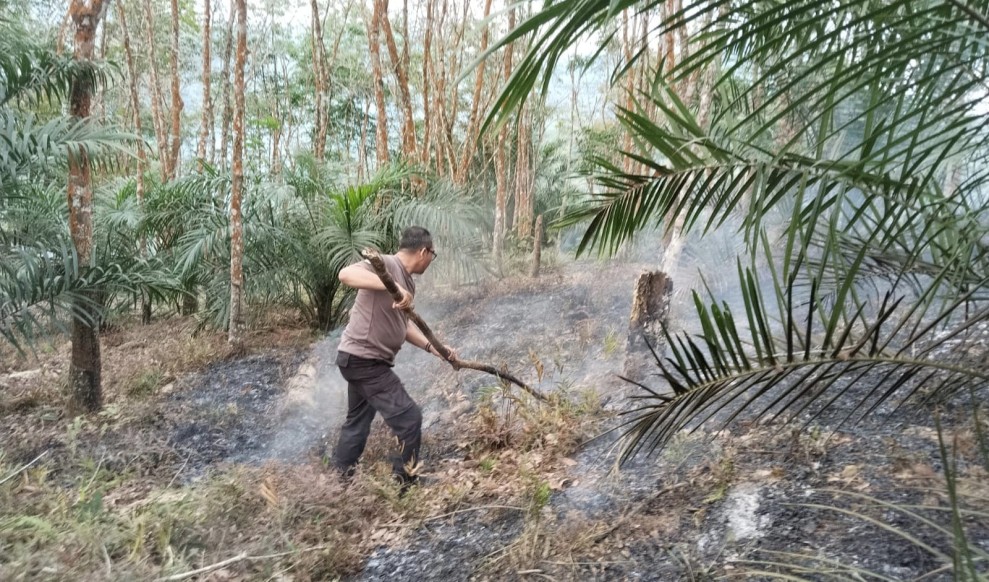 Ngaku Mau Tanam Sawit, Tiga Pria Nekat Bakar Hutan Lindung Bukit Betabuh