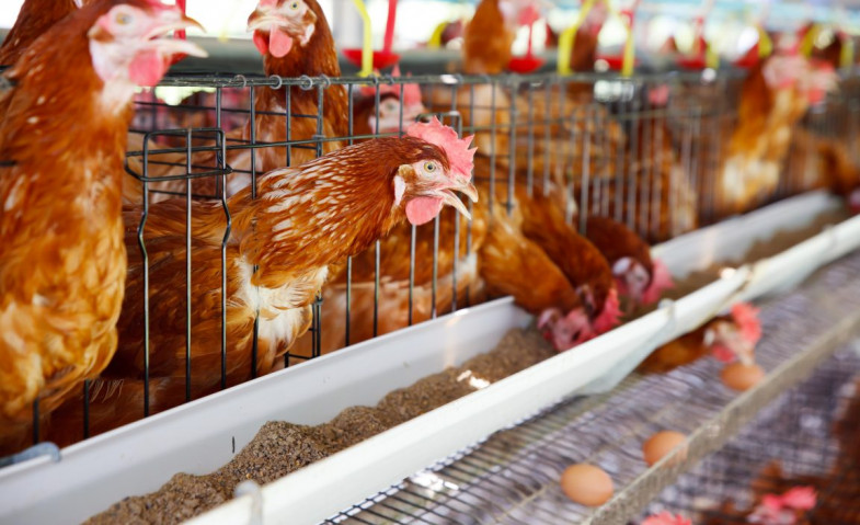 Harga Ayam Anjlok Parah di Tingkat Peternak, Kementan Turun Tangan